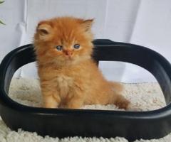 Persian kittens - Meycauayan
