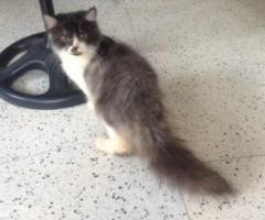 Male Persian Kitten - Quezon City - 1