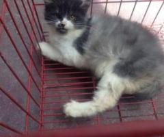 Male Persian Kitten - Quezon City - 2