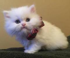 Gorgeous Pedigree Persian Kittens - Malabon