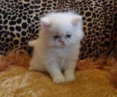 Gorgeous Pedigree Persian Kittens - Malabon