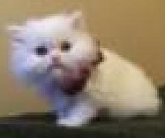 Gorgeous Pedigree Persian Kittens - Malabon
