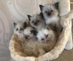 Gccf Grand Champion Register Ragdoll Kittens - Makati