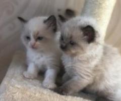 Gccf Grand Champion Register Ragdoll Kittens - Makati