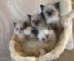 Gccf Grand Champion Register Ragdoll Kittens - Makati