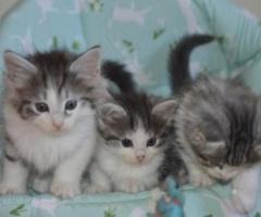 Pedigree Norwegian Forest Kittens - Manila