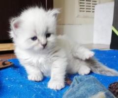 Pedigree Siberian Kittens - Bucloc