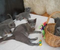 Pure  Russian Blues, Gccf 4 Left - Quezon City - 1