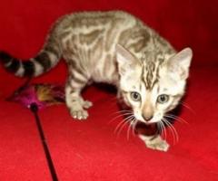 Bengal  kittens - San Jose