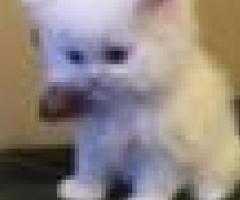 Beautiful Persian Pedigree Kittens - San Juan