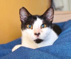 Sweet senior cat needs loving home - Makati