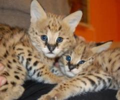 Adorable Serval and Savannah kittens F1-f4 available. - Bangued
