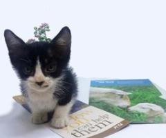 Sweet kitten needs loving home - Makati