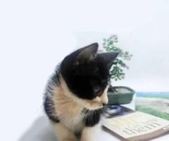 Sweet kitten needs loving home - Makati