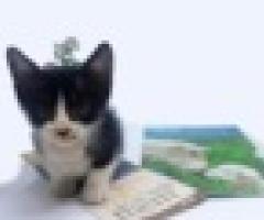 Sweet kitten needs loving home - Makati
