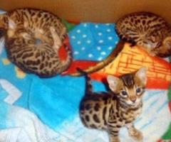 Kittens for sale - Quezon City - 1