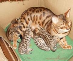 Kittens for sale - Quezon City - 2