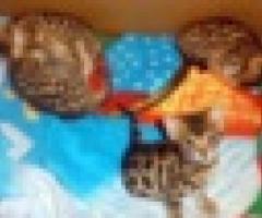 Kittens for sale - Quezon City - 3
