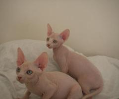 Large pedigree. Blue Point Sphinx - Araceli