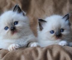 Home Raised Ragdoll Kittens for sale - Besao