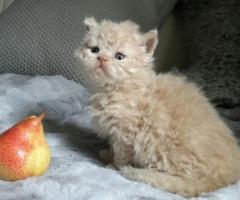 Selkirk Rex Kittens Gccf Registered - Carranglan