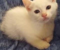 Turkish Van Kittens - Languyan