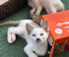 Stunning Blue Eyed Snowshoe Kittens. - Lazi