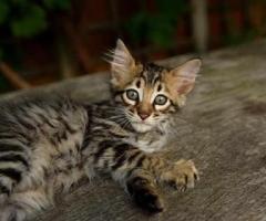 Rare Long Haired Toyger Kittens - Agoo