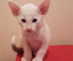 Black Bicolour Oriental Kitten - Talacogon
