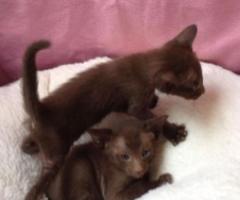 Beautiful Havana kittens - Rombolon