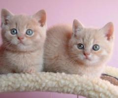 Beautiful Abyssinian kittens - Cateel