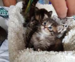 Maine Coon Kittens Gccf Registered - Mabini (Doña Alicia)
