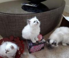 Birman Pedigree Boy Kittens - Dumarao