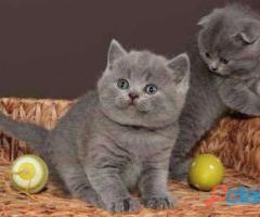 Pedigree British Short Hair Boykittens. - Palompon