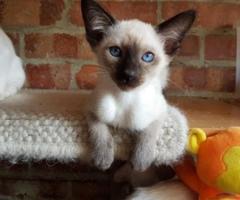 Gorgeous Siamese Kittens - Balagtas (Bigaa)