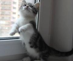 Munchkin kittens - Butuan City