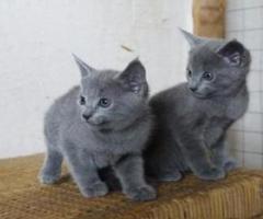 Beautiful, registered kittens Russian Blue kittens - Conner