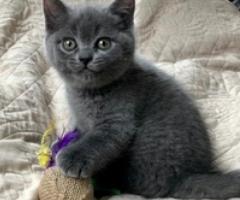 Quality Pedigree Scottith Straight - Dinapigui