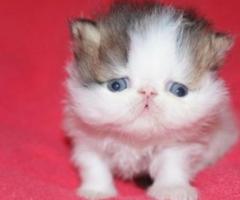 Persians have a beautiful blue point - Malabon