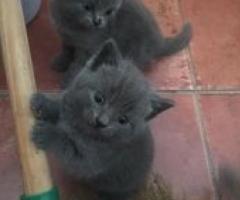 Russian Blue Kittens for sale - Quezon City
