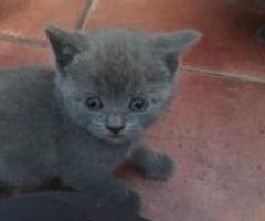 Russian Blue Kittens for sale - Quezon City