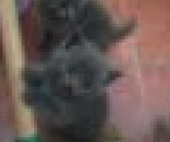 Russian Blue Kittens for sale - Quezon City