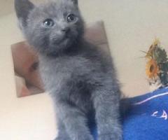 Cute Russian Blue Kittens - Quezon City