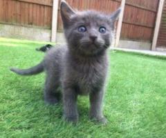 Cute Russian Blue Kittens - Quezon City