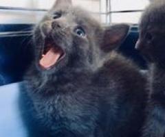 Cute Russian Blue Kittens - Quezon City