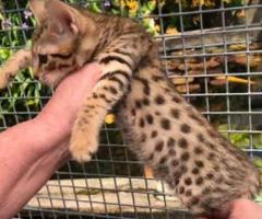 Savannah kittens 2 girls and 2 boys available - Manila