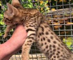 Savannah kittens 2 girls and 2 boys available - Manila