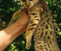 Savannah kittens 2 girls and 2 boys available - Manila