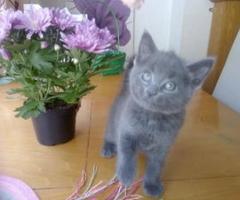 Stunning Full pedigree Russian Blue kittens - Manila
