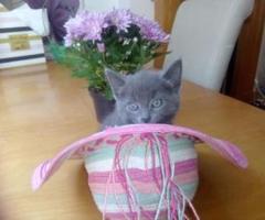 Stunning Full pedigree Russian Blue kittens - Manila